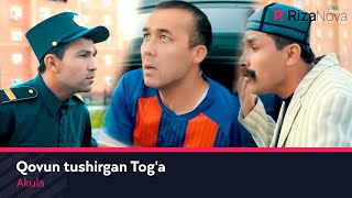 Akula - Qovun tushirgan Tog'a | Акула - Ковун тушурган Тога