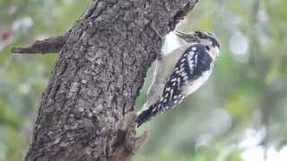 Downy Woodpecker Pecking (Dryobates pubescens)