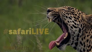 safariLIVE - Sunset Safari - Oct. 26, 2017