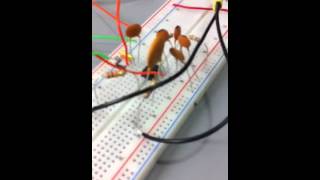 MSP430 based Equalizer LCD display EC450
