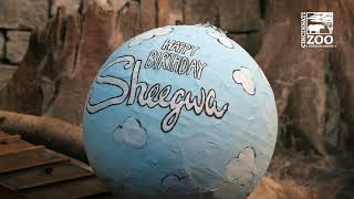 Clouded Leopard Sheegwa Turns 19 - Cincinnati Zoo