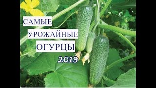 САМЫЕ УРОЖАЙНЫЕ ОГУРЦЫ ДЛЯ ДИКОВИННОГО УРОЖАЯ для теплиц и открытого грунта.
