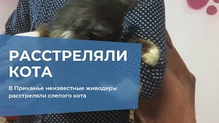 В Прикамье неизвестные живодеры расстреляли слепого кота