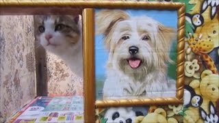 Тёплая будка для моей собаки своими руками.