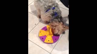 Rusty tries Kyjen Paw Flapper game
