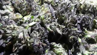 Así Va El Tomatito De Marihuana Avatar Al Secado