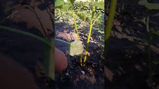 Как отличить амарант от дикой щирицы