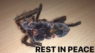 Mature Male Grammostola Rosea Has Sadly Pass Away