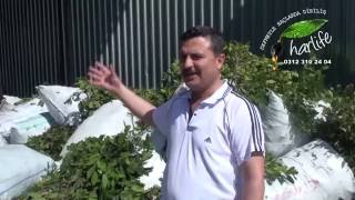 (Laurus nobilis )Defne yaprak yağı nasıl çıkarılır izle 0535 666 08 80