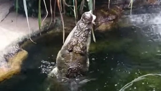 CROCODILE FEED at the Sydney Wildlife Zoo - Sydney, Australia
