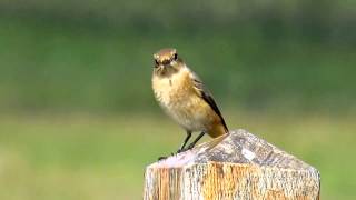 Common Redstart at Cley