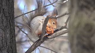 Посадил незнакомую белку на ладонь / I put an unfamiliar squirrel on the palm of my hand