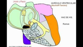 Corazon - Inervacion Cardiaca - Leo Coscarelli