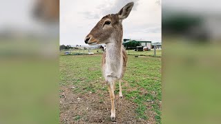 Woman adopts three-legged deer who wouldn't have survived in the wild (Story of Rudie)