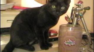 I Can Haz Drink?