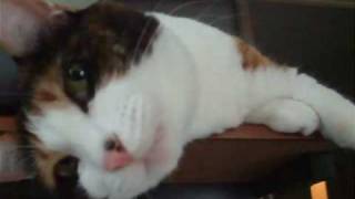 甘える猫 - My Petted Cat