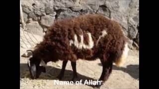 Signs to Allah in Nature!!!