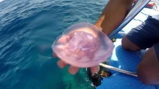 Египет  Шарм эль Шейх Отель Монте Карло!Красное море Риф   Dive in the red sea