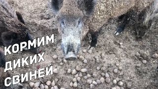 ДИКИЕ СВИНЬИ КОРМИМ ДИКИХ СВИНЕЙ СТОЛОВОЙ СВЕКЛОЙ