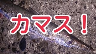 ルアーでカマス釣り！(ワーム)漁港
