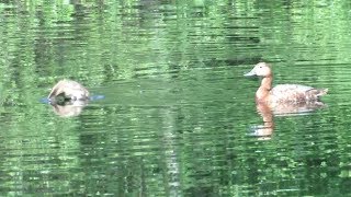 Утята учатся нырять, красноголовый нырок, Pochard's chicks learn to dive
