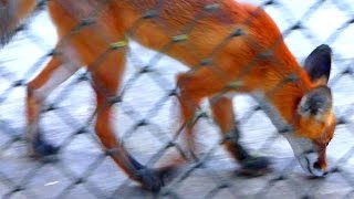 Лисы. Лисица Обыкновенная. Видео с Лисами. Рыжие Лисы. Видео с Животными. Футажи для видеомонтажа