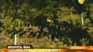 სიუჟეტი ყვარლის ტბის კომპლექსზე - Imedi TV