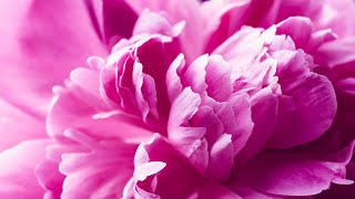 Deep Healing Energy | 528Hz Miracle Meditation | Instrumental Zen | Solfeggio Healing Sound