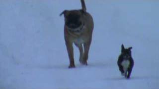bullmastiff in snowbank 3