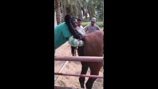 mare urination induced