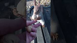 Два ореха для белок / Two nuts for squirrels
