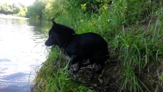 Шипперке/Schipperke