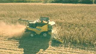 Moisson d'automne #4