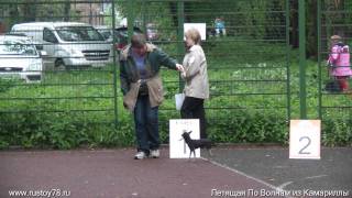 28 мая 2011г. СПб., Монопородная выставка (КЧК)