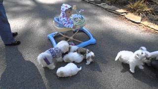 Lots of Coton de Tulear puppies, different ages