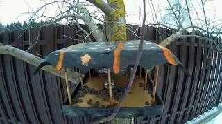 Кормушка для птиц.  Bird feeder with your hands