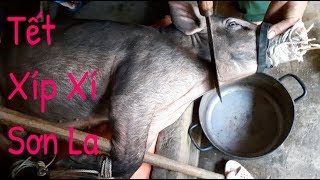 Phong Tục Tây Bắc : Mổ Lợn Ăn Tết Xíp Xí - Rằm Tháng 7 || Slaughter Pigs In Vietnam