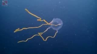 Кубомедуза морская оса | Box Jellyfish Sea Wasp | Diving Pattaya Thailand