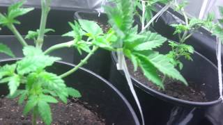 AMVgrow's Low Stress Training Cannabis ep1 how i LST