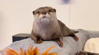 カワウソさくら 羽箒に対するカワウソと猫の反応の違い Differences in otter and cat reactions to feathers
