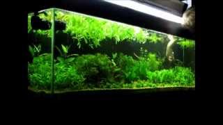 Planted tank weekly maintenance / Týdenní údržba rostlinného akvária