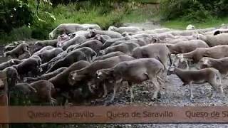 Las ovejas del tío Joaquín|MrSaravillo|