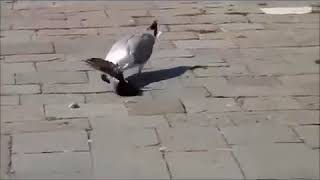 Güvercin katili dehşet görüntüler Canlı Canlı Yedi yeni 2017 2018 HD