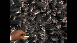 Кормление африканского сома нашим комбикормом / Feeding African catfish our feed