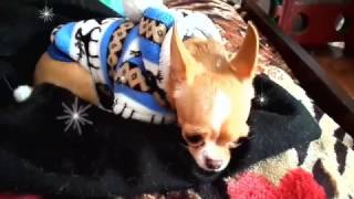 Добрая и пушистая чихуахуа играет в приведение.  Ужас. \ Very terrible chihuahua Ghost Horror
