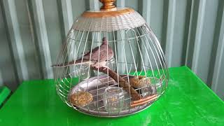 Lồng cu gáy đẹp ( inox 304 ) Đt : 0939060259 ~ 0988641007.