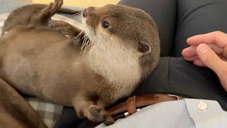 朝仕事に行く飼い主をギリギリまで引き止めるカワウソ Otter holding me back from going to work in the morning