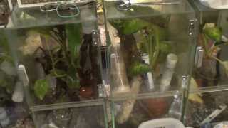 DENDROBATES TINCTORIUS- MORPHS