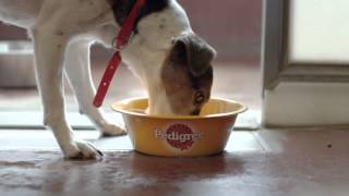 New Pedigree Pouches
