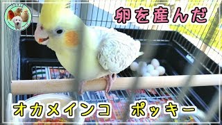 ★(いつまで続くの？) あかねﾁｬﾝに続きポッキーも！発情・そして卵を産んだ オカメインコ ポッキー★